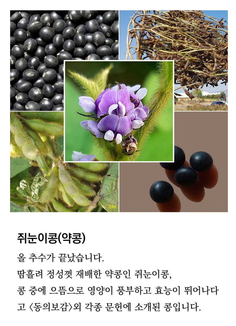 장터 상품 [쥐눈이콩(약콩) 1kg] 썸네일