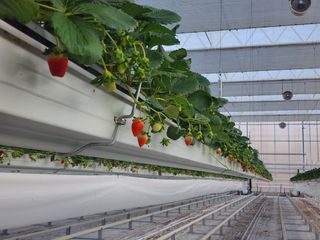 햇빛농원님의 딸기 · 일상 작성글 사진