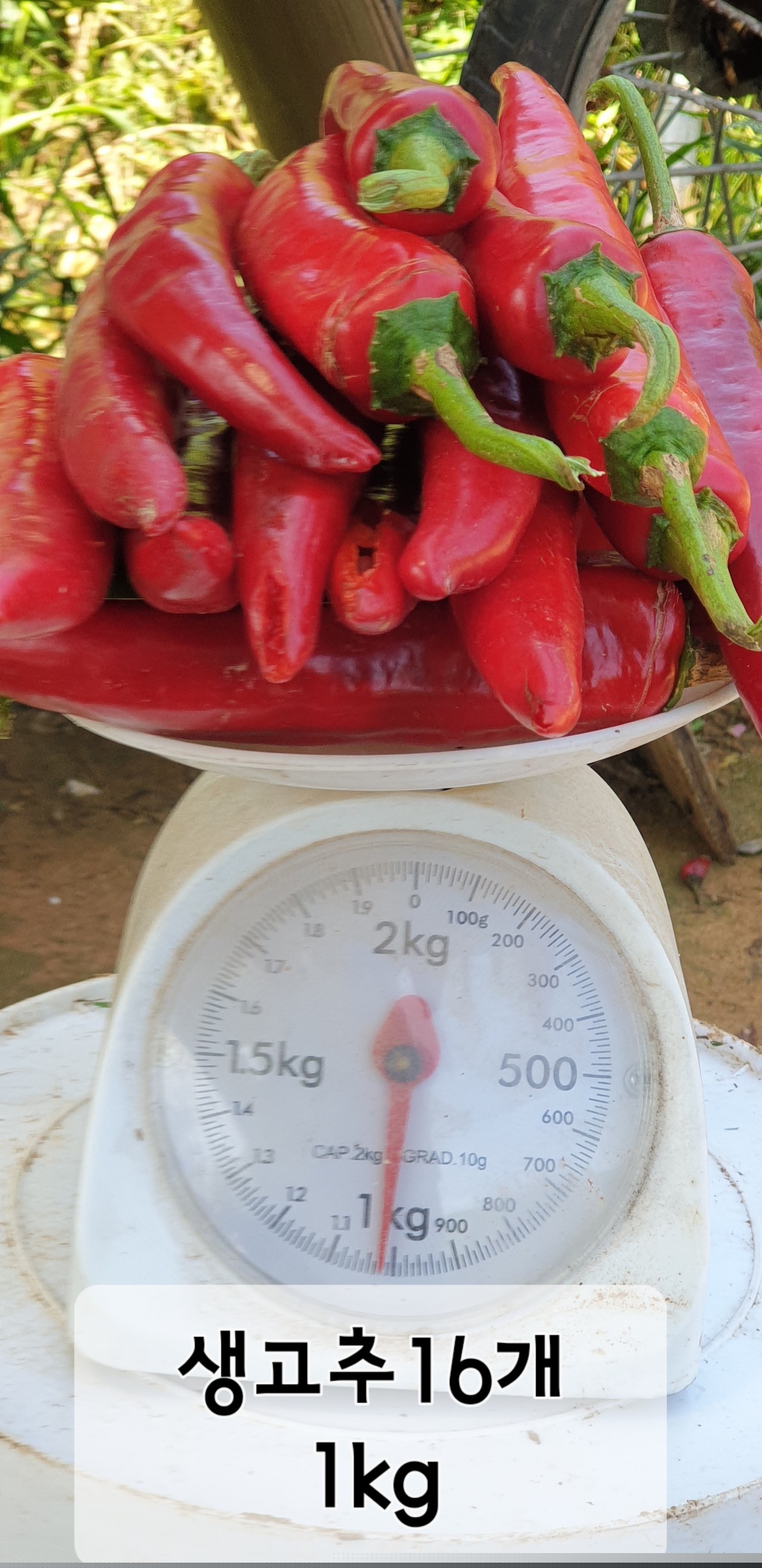 알 수 없음님의 고추 · 일상 작성글 사진