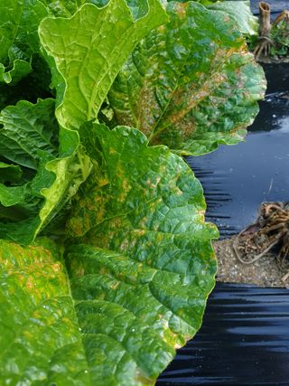 MTB님의 배추 · 병해충상담 작성글 사진