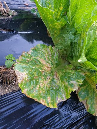 MTB님의 배추 · 병해충상담 작성글 사진