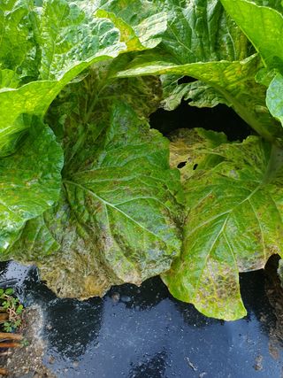 MTB님의 배추 · 병해충상담 작성글 사진