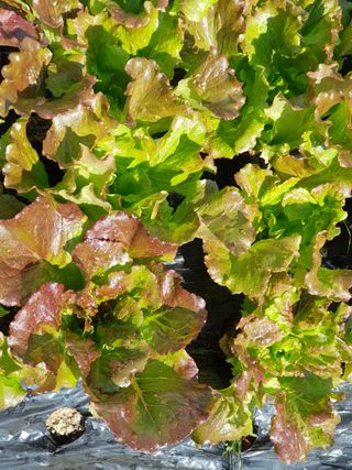 윤현옥님의 상추 · 자유게시판 작성글 사진