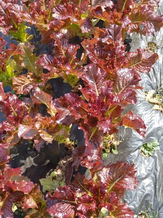 윤현옥님의 상추 · 자유게시판 작성글 사진