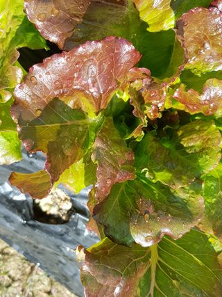 윤현옥님의 상추 · 자유게시판 작성글 사진