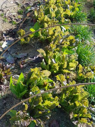 윤현옥님의 상추 · 자유게시판 작성글 사진
