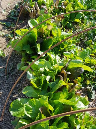 윤현옥님의 상추 · 자유게시판 작성글 사진