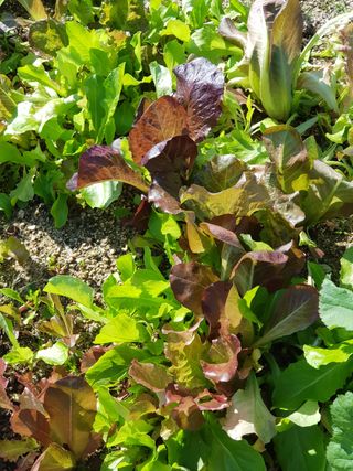 윤현옥님의 상추 · 자유게시판 작성글 사진