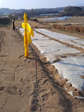 YK님의 마늘 · 자연재해•동물피해 작성글 사진