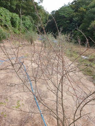 박상근님의 기타작물 · 병해충상담 작성글 사진