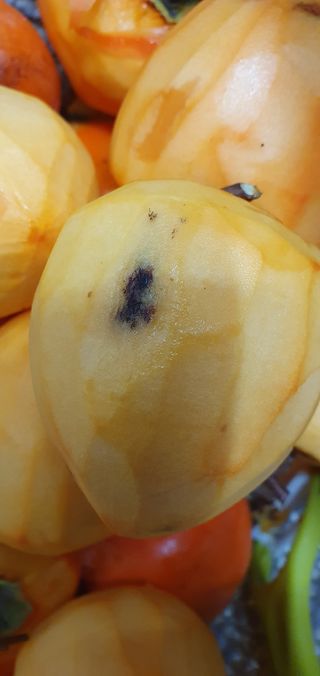 김토금님의 감 · 병해충상담 작성글 사진