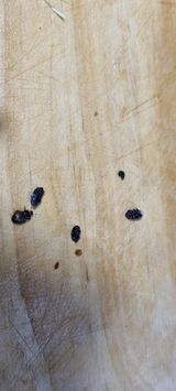 팜모닝 기타작물·병해충상담 게시글 이미지