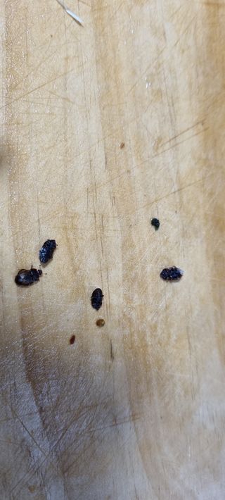 김기훈님의 기타작물 · 병해충상담 작성글 사진