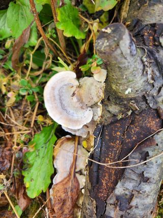 귀요미맘님의 버섯 · 일상 작성글 사진