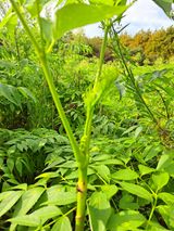 팜모닝 두릅·시세•판로 게시글 이미지