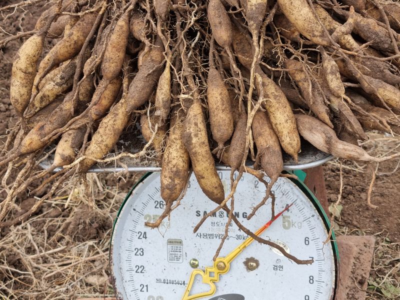 이창신님의 장터 판매 상품 [천문동술담금주용 1kg] 첨부 사진