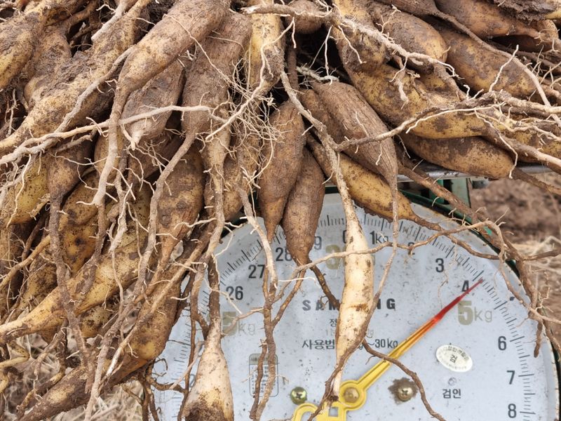 이창신님의 장터 판매 상품 [천문동술담금주용 1kg] 첨부 사진