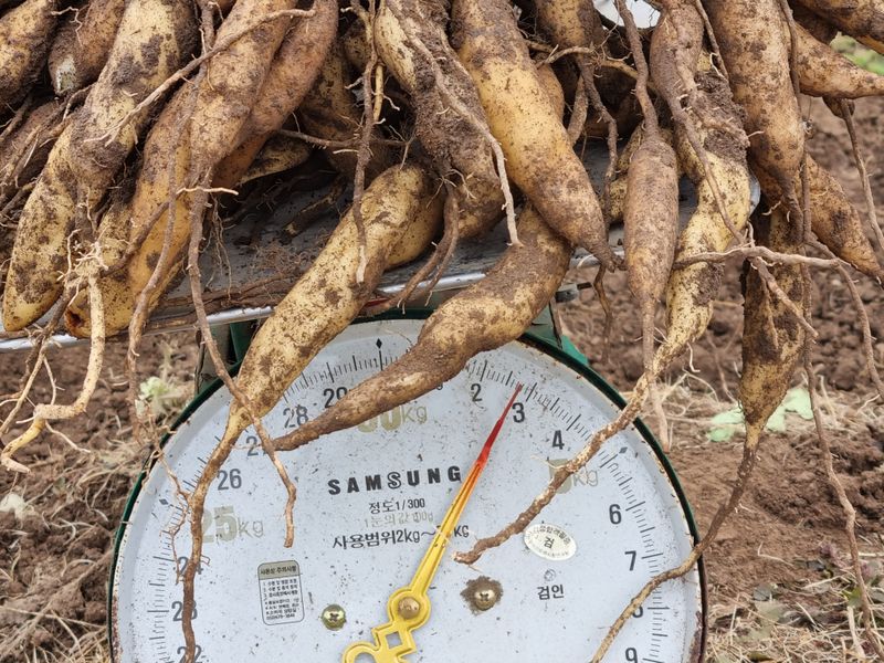 이창신님의 장터 판매 상품 [천문동술담금주용 1kg] 첨부 사진