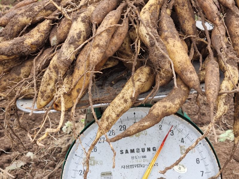 이창신님의 장터 판매 상품 [천문동술담금주용 1kg] 첨부 사진