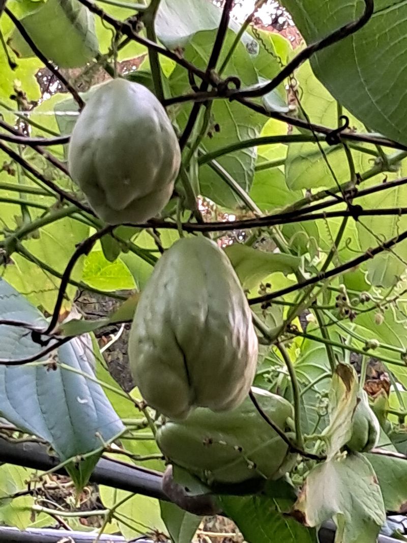 장터 상품 [ 1kg  8.000원] 썸네일