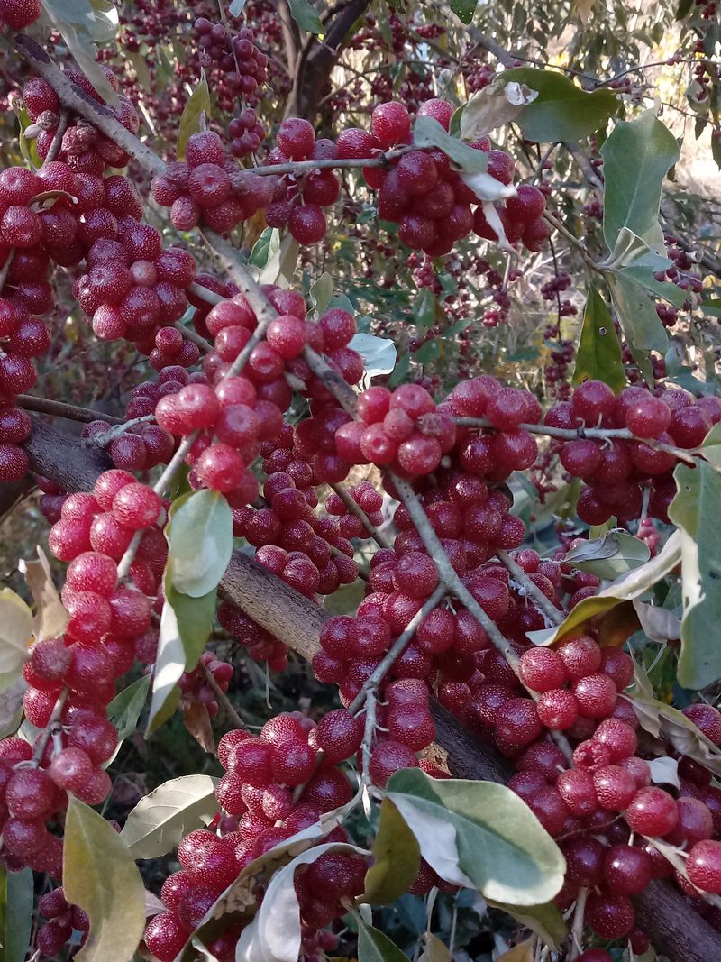장터 상품 [기관지 천식에 좋은 토종보리수] 썸네일