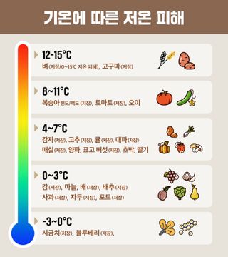 토마토 농사도우미님의 토마토 · 일상 작성글 사진