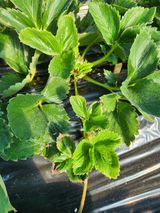 팜모닝 딸기·병해충상담 게시글 이미지