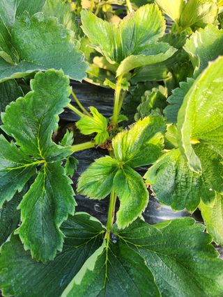 아라농원님의 딸기 · 병해충상담 작성글 사진