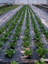 팜모닝 상추·자유게시판 게시글 이미지