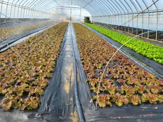 조범호님의 상추 · 자유게시판 작성글 사진