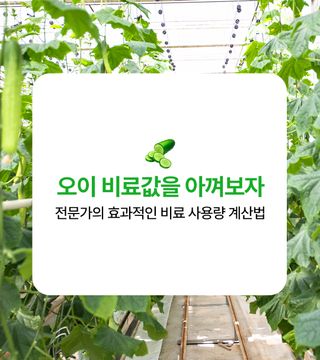 오이 농사도우미님의 오이 · 농사길잡이 작성글 사진