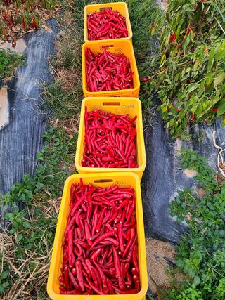 노고단님의 기타작물 · 자유게시판 작성글 사진