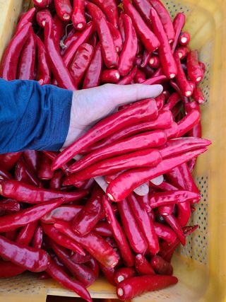 노고단님의 기타작물 · 자유게시판 작성글 사진