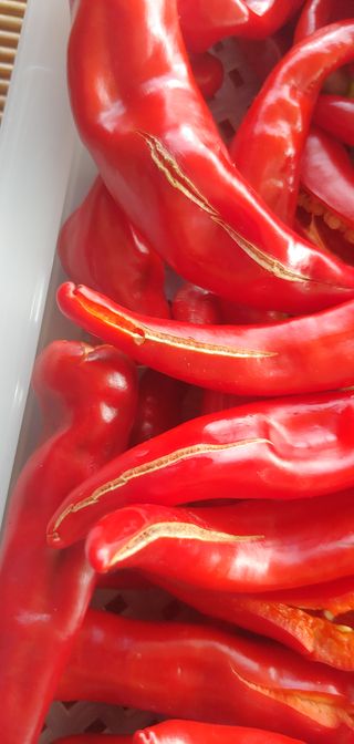 김기님의 고추 · 병해충상담 작성글 사진