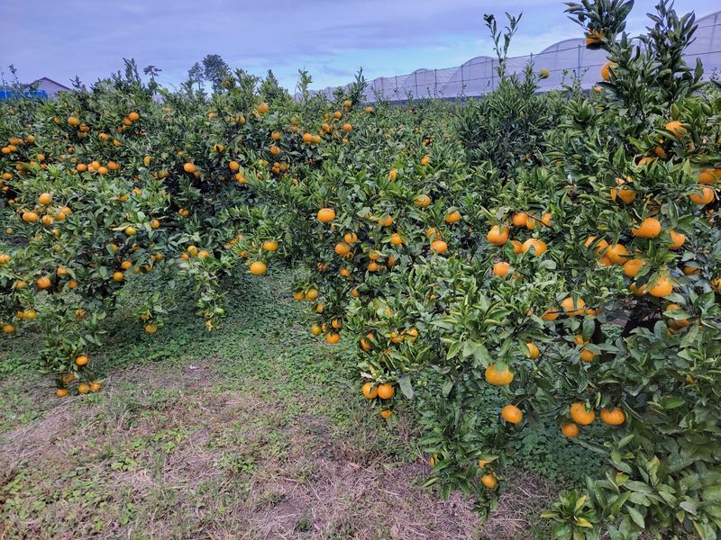 강경한님의 장터 판매 상품 [유기농인증귤 10kg (20박스요) ] 첨부 사진