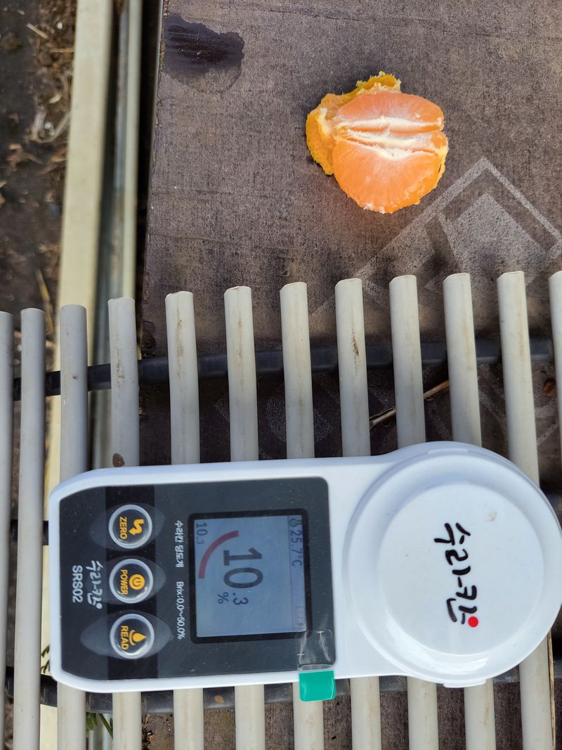 강경한님의 장터 판매 상품 [유기농인증귤 10kg (20박스요) ] 첨부 사진