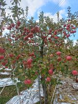 팜모닝 사과·일상 게시글 이미지