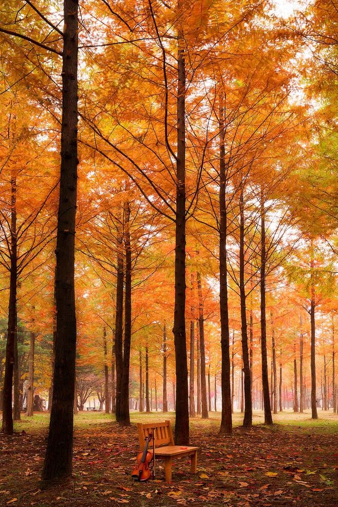 장터 상품 [맛으로 손꼽히는 곳 서귀포 예래동귤 조생귤 5kg 10kg] 썸네일