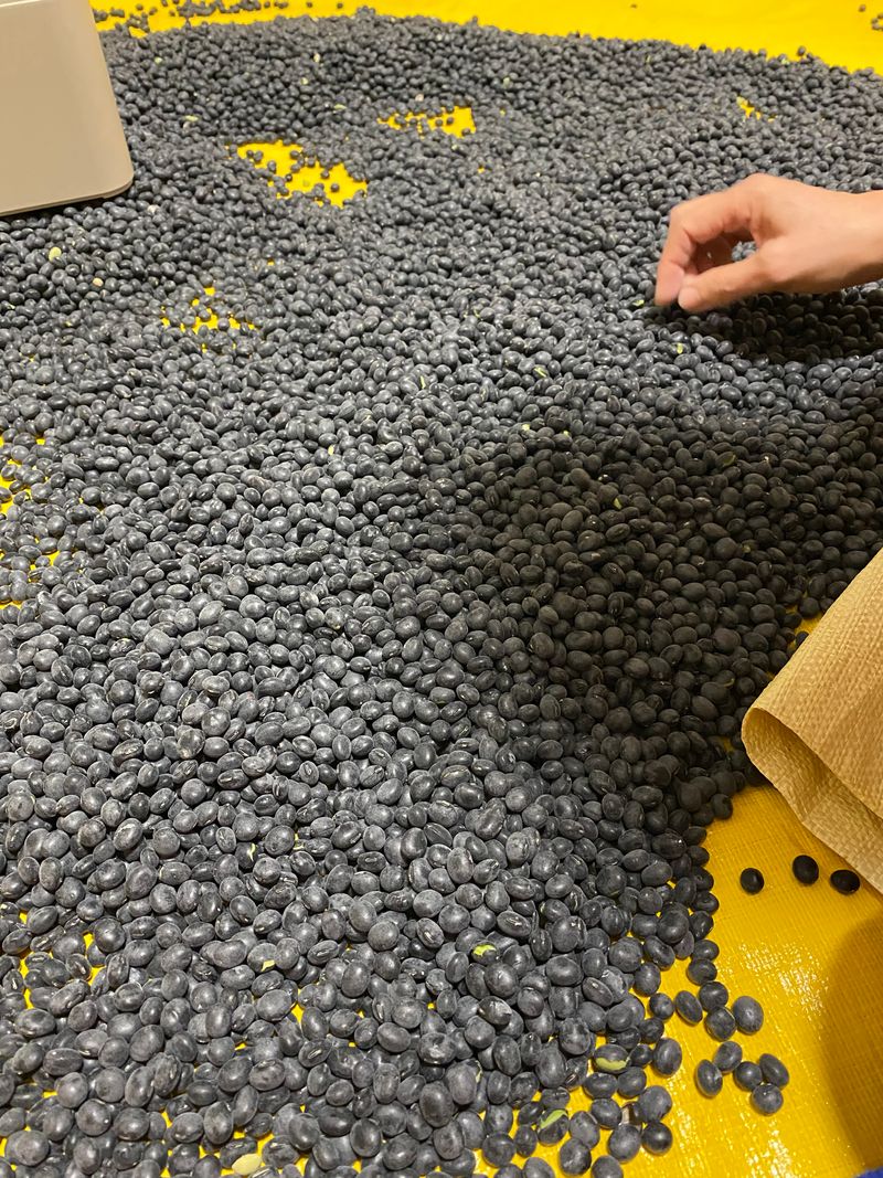 정두식님의 장터 판매 상품 [서리태 새바람(경북5호) 5kg] 첨부 사진