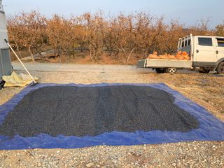 정두식님의 콩 · 자유게시판 작성글 사진