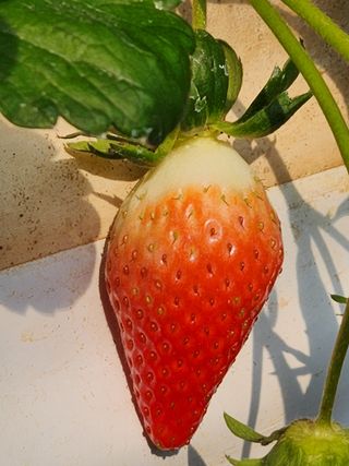 논산. 이순자님의 딸기 · 일상 작성글 사진