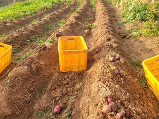 태안까망깜순이아부지님의 감자 · 자유게시판 작성글 사진