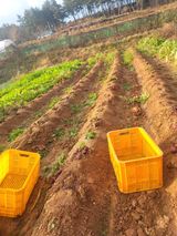 팜모닝 감자·자유게시판 게시글 이미지