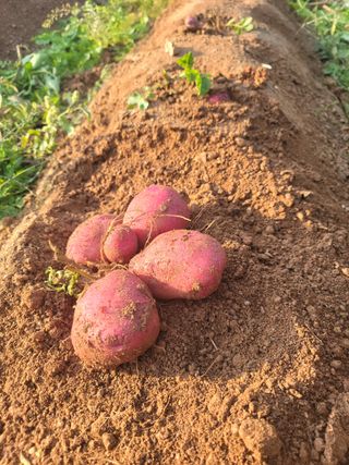 태안까망깜순이아부지님의 감자 · 자유게시판 작성글 사진