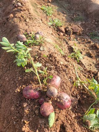 태안까망깜순이아부지님의 감자 · 자유게시판 작성글 사진