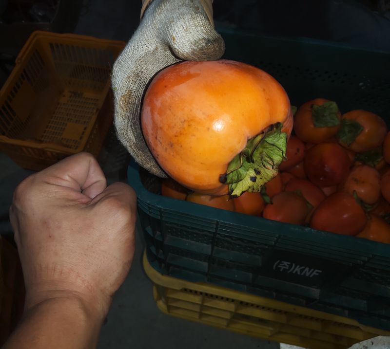 모야아빠님의 장터 판매 상품 [하동 악양 대봉감말랭이 800g] 첨부 사진