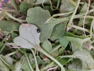 소오리님의 배추 · 병해충상담 작성글 사진