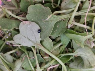 소오리님의 배추 · 병해충상담 작성글 사진