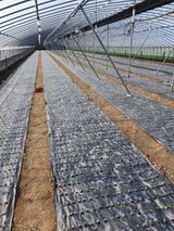 팜모닝 들깨·자유게시판 게시글 이미지