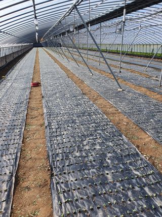 김권수님의 들깨 · 자유게시판 작성글 사진